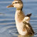 Mallard